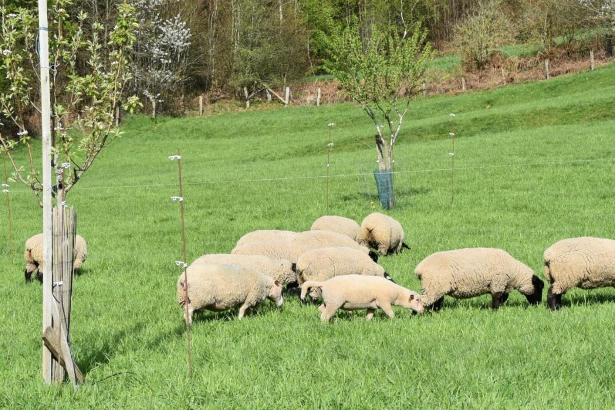 Charmant Gite, Au Calme, Avec Vue Imprenable Sur La Nature Environnante Deycimont Exteriör bild